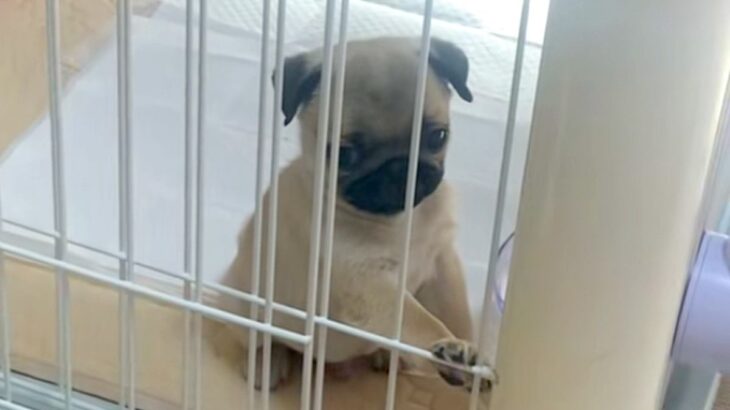 『ケージに閉じ込められた』と訴える子犬→扉を見てみると…犬生1週目すぎる『勘違い』が14万再生「人の子供みたいｗ」「凄い開いてたｗｗ」(ブログ)