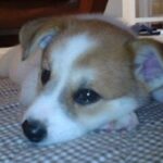 20年前、ゴミ箱に捨てられていた子犬を発見→保護後『たっぷりの愛情』を注いだ結果…奇跡的な『現在の光景』に称賛の声「天使」「ありがとう」(ブログ)