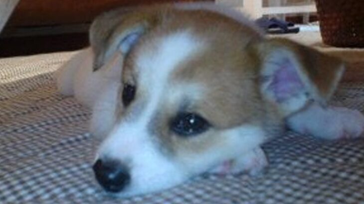 20年前、ゴミ箱に捨てられていた子犬を発見→保護後『たっぷりの愛情』を注いだ結果…奇跡的な『現在の光景』に称賛の声「天使」「ありがとう」(ブログ)