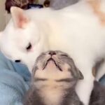 動物病院で『耳がキレイ』と褒められた2匹の犬→一度もお手入れしたことないのに…『まさかの理由』が53万表示「食べる勢いで笑った」の声も(ブログ)