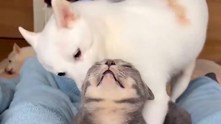 動物病院で『耳がキレイ』と褒められた2匹の犬→一度もお手入れしたことないのに…『まさかの理由』が53万表示「食べる勢いで笑った」の声も(ブログ)