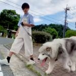 小学6年生の女の子が『40キロの大型犬』を散歩した結果→大人顔負けの『頼もしすぎる光景』が18万再生「ベストフレンド」「憧れます」と称賛(ブログ)