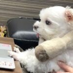 1週間前から入院しているパパ→『リハビリ中の映像』を犬に見せた結果…泣けてくる『愛を感じる反応』に感動「一生懸命見てる」「なんて健気」(ブログ)