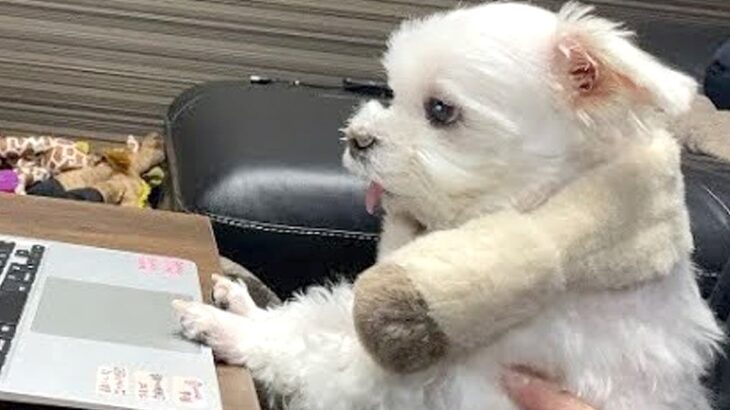 1週間前から入院しているパパ→『リハビリ中の映像』を犬に見せた結果…泣けてくる『愛を感じる反応』に感動「一生懸命見てる」「なんて健気」(ブログ)