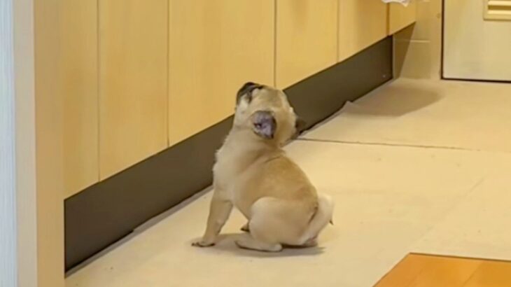 キッチンで『子犬のごはん』をふやかしていたら、気が付いて…とんでもなく尊い『ごはん待ちの様子』が58万再生「待てなさすぎｗ」「たまらん」(ブログ)