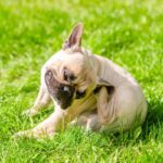 犬が『花粉症』になるとどうなるの？人とは異なる症状や主な治療法まで解説(ブログ)