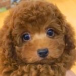 『天使のような可愛い子犬』を飼った結果→思っていたのと違う『成長』をした光景に爆笑の声「歯茎モンスターｗｗ」「ワイルドになってて草」(ブログ)
