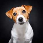 『安易に飼ってはいけない』犬種5選　飼育が難しいとされる理由や必要な覚悟まで(ブログ)