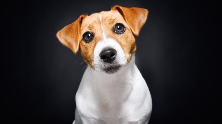 『安易に飼ってはいけない』犬種5選　飼育が難しいとされる理由や必要な覚悟まで(ブログ)