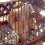 『噛むし、山に捨てようと思っている』と言われたボロボロの犬を保護→愛情を注いだ結果…『表情の変化』に反響「辛かったね」「これから幸せに」(ブログ)