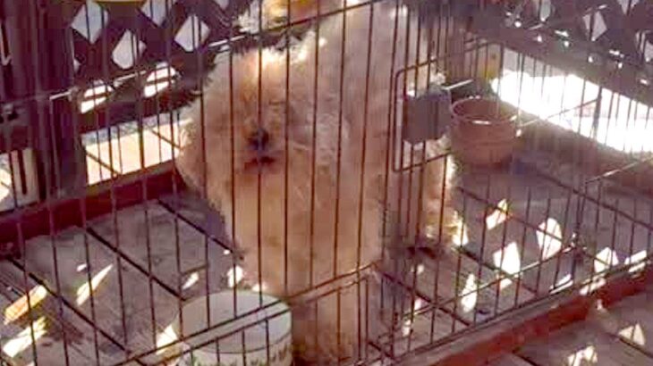 『噛むし、山に捨てようと思っている』と言われたボロボロの犬を保護→愛情を注いだ結果…『表情の変化』に反響「辛かったね」「これから幸せに」(ブログ)