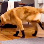大型犬に初めて『靴』を履かせた結果…想像以上だった『まさかの動き方』が37万再生「ごめんなさい大爆笑しましたｗｗ」「おもろすぎる」と反響(ブログ)
