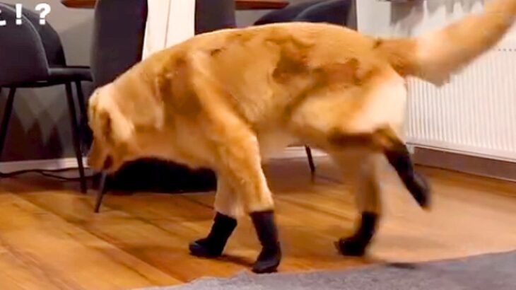 大型犬に初めて『靴』を履かせた結果…想像以上だった『まさかの動き方』が37万再生「ごめんなさい大爆笑しましたｗｗ」「おもろすぎる」と反響(ブログ)