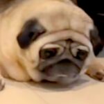 仕事中、友人からLINE→預けた愛犬が送られてきたので確認した結果⋯『まさかの状況』が382万再生「絶望の表情ｗｗ」「私も預かりたい」(ブログ)