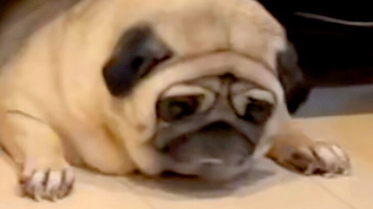 仕事中、友人からLINE→預けた愛犬が送られてきたので確認した結果⋯『まさかの状況』が382万再生「絶望の表情ｗｗ」「私も預かりたい」(ブログ)