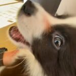 初めて『動物病院』にやってきた子犬→待合室で怖くなってしまい…『恐怖で泣いちゃう光景』が10万再生「可愛すぎる…」「抱きしめてあげたい」(ブログ)