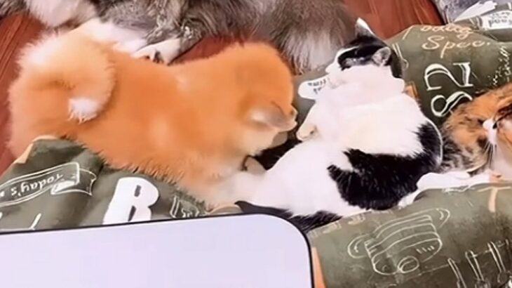 猫まみれの中で育った『秋田犬』→怒られながらも、絆を深めて…尊すぎる『現在の光景』に反響「すごい変化」「ブチギレられても好きなの伝わる」(ブログ)