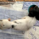 『クサくて汚くて可愛くない』と言われた繁殖引退犬…愛情を与え続けた結果→思わず見違える『現在』に涙「目キラキラしてる」「愛のおかげ」(ブログ)