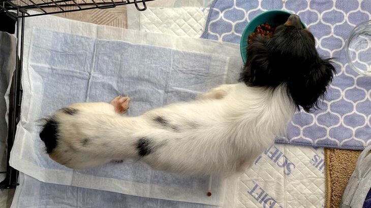 『クサくて汚くて可愛くない』と言われた繁殖引退犬…愛情を与え続けた結果→思わず見違える『現在』に涙「目キラキラしてる」「愛のおかげ」(ブログ)