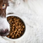 犬に『おやつを与えてはいけない』瞬間５選　絶対NGなタイミングやリスクまで(ブログ)