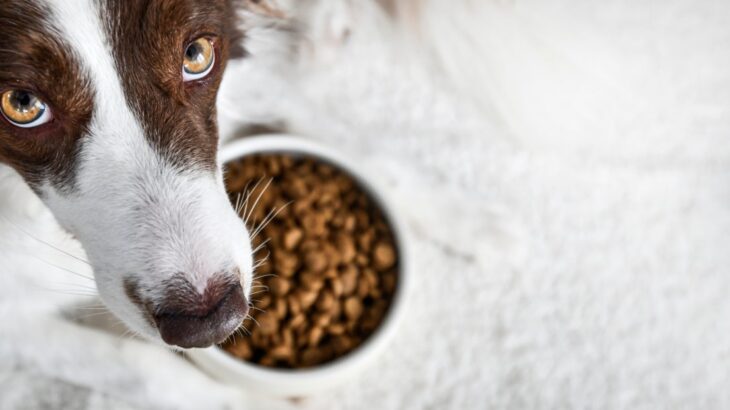 犬に『おやつを与えてはいけない』瞬間５選　絶対NGなタイミングやリスクまで(ブログ)