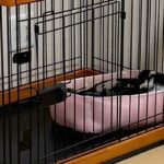 犬のハウスの扉を閉めたままにしていたら…『まるで小学生の時の私みたい』健気すぎる表情に3万いいね集まる「私も経験あるｗ」「例えがうまい」(ブログ)