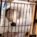 ケージから部屋を覗く犬→立ち上がると『強者感』が出すぎて…ワンコとは思えない『貫禄』が176万再生「ラオウで草」「ガチで吹いたｗ」と爆笑(ブログ)