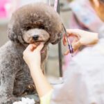 『トリミング』を絶対にしなければならない犬種5選　カットを怠った場合の重大なリスクまで(ブログ)