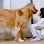女の子の『シール帳』にイタズラした大型犬→『説教される』と察して…叱られる5秒前の『反省の態度』が234万再生「表情ｗ」「自覚ありで草」(ブログ)