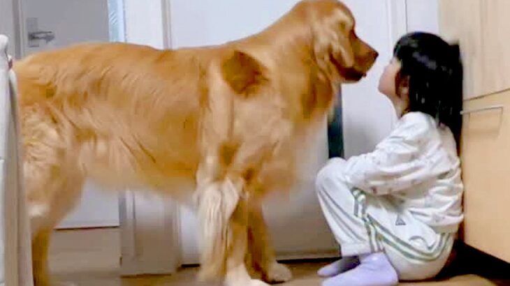 女の子の『シール帳』にイタズラした大型犬→『説教される』と察して…叱られる5秒前の『反省の態度』が234万再生「表情ｗ」「自覚ありで草」(ブログ)