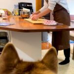 いつも優しい母が『パン生地を叩きつけた』結果→大型犬がビックリして…勘違いしてしまう光景が31万再生「ホラーで草」「ニコニコで怖いｗ」(ブログ)