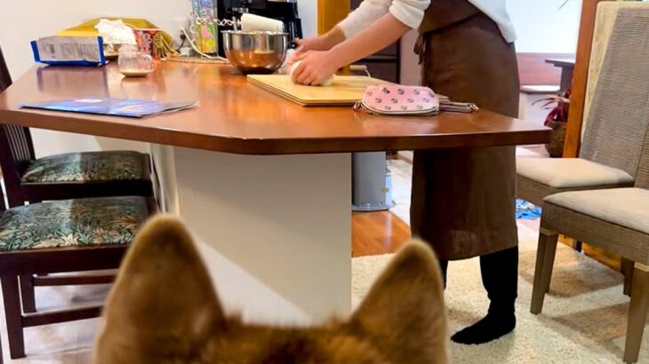 いつも優しい母が『パン生地を叩きつけた』結果→大型犬がビックリして…勘違いしてしまう光景が31万再生「ホラーで草」「ニコニコで怖いｗ」(ブログ)