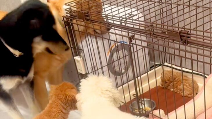 ケージで寝言をいう子犬→先輩犬たちが『どうしたんだろう』と集まって…尊さが大渋滞している光景が52万再生「優しい世界」「愛が溢れてる…」(ブログ)