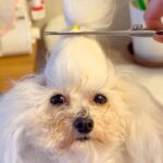 犬の『ちょんまげ』をまとめて切った結果→予想を超える『衝撃の髪型』が176万再生「えのきみたいで草」「可愛いわたあめｗｗ」と爆笑続々(ブログ)