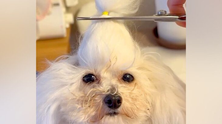 犬の『ちょんまげ』をまとめて切った結果→予想を超える『衝撃の髪型』が176万再生「えのきみたいで草」「可愛いわたあめｗｗ」と爆笑続々(ブログ)