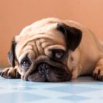 犬が『精神的にツライ』と感じているサイン5選　愛犬にストレスを与えるタブー行為まで(ブログ)