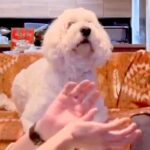 『ボールが突然消えるマジック』を大型犬に披露→引っ掛かるか検証した結果…「かわいすぎる」「いいリアクション」とSNSで反響(ブログ)