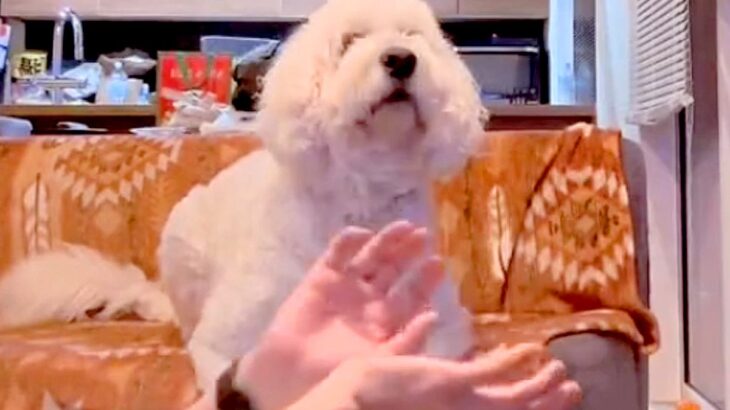 『ボールが突然消えるマジック』を大型犬に披露→引っ掛かるか検証した結果…「かわいすぎる」「いいリアクション」とSNSで反響(ブログ)