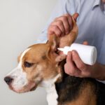 耳洗浄液は必要？耳洗浄液の使用と耳の炎症や細菌真菌との関係【獣医が解説】(ブログ)