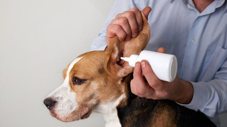 耳洗浄液は必要？耳洗浄液の使用と耳の炎症や細菌真菌との関係【獣医が解説】(ブログ)