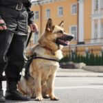 『記憶力がいい』といわれている犬種4選　学習能力が高い理由や飼い方の注意点まで(ブログ)