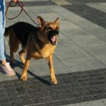 犬が他の犬に『威嚇する』心理3つ　怒ってしまう要因や落ち着かせるために飼い主がすべきことまで(ブログ)