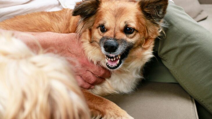 犬が『唸ってくる』ときの心理4つ　良好な関係性を築くために飼い主ができることまで(ブログ)