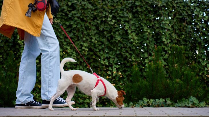 犬が『地面のニオイを嗅ぐ』理由3選　やめさせた方がいいの？散歩中の注意点まで解説(ブログ)