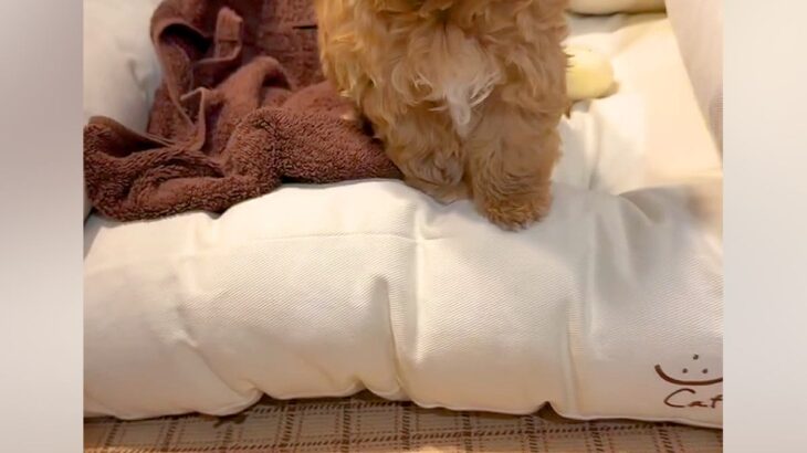 『ママ、たすけて…』ベッドから降りられない小さな子犬→あまりにも赤ちゃんすぎる『困り顔』が46万再生「表情がたまらん」「犬生一周目ｗｗ」(ブログ)
