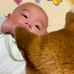 寝転がる赤ちゃん→なぜか隣に『犬』が座って…想像以上に『じーーっと見つめ続ける光景』が尊いと107万再生「優しい子守り」「慈しむ目だ」(ブログ)