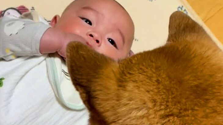寝転がる赤ちゃん→なぜか隣に『犬』が座って…想像以上に『じーーっと見つめ続ける光景』が尊いと107万再生「優しい子守り」「慈しむ目だ」(ブログ)