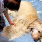 おばあちゃんの家にきた大型犬→『帰るよ』と言っても聞かずに…本当の孫のような『尊いやり取り』が42万再生「大好きなんだ」「子供と同じｗ」(ブログ)