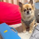 『ママ、鍵盤ハーモニカを吹いて』とおねだりする13歳の老犬→待ち切れない様子で…演奏中の『尊い光景』が34万再生「上手すぎ」「可愛い」(ブログ)