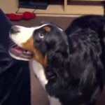 娘が『音楽に合わせて踊った』結果→一緒にいた超大型犬が…見たことない『ノリノリ過ぎる光景』が322万再生「想像以上で草」「初めて見たｗ」(ブログ)